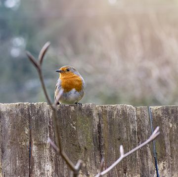 fence: Robin