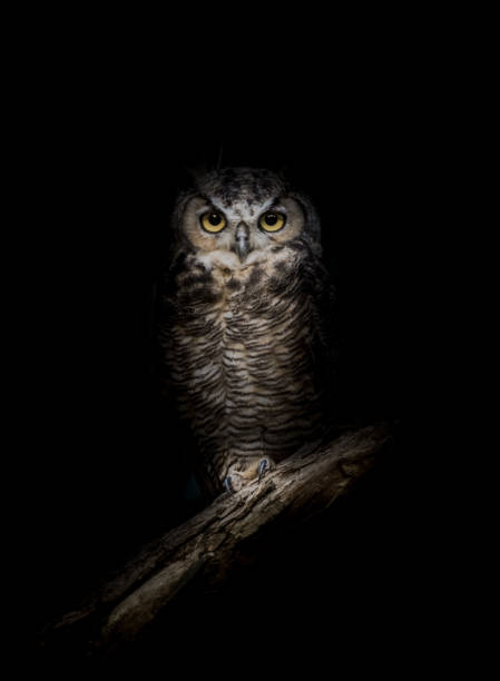 Wise Owl & Seductive Witch 19