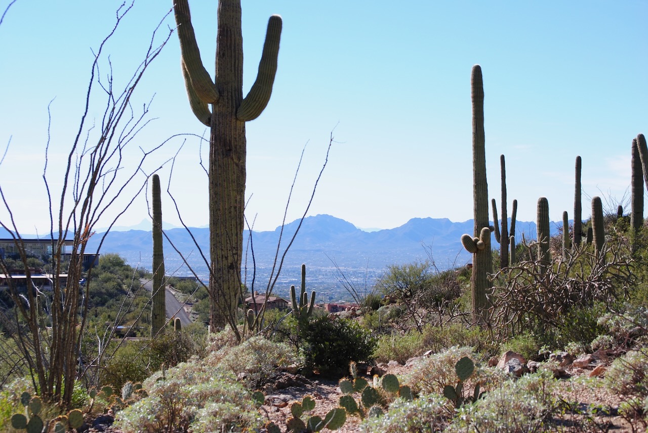 From Thesis to Bestseller: My Writing Journey 221